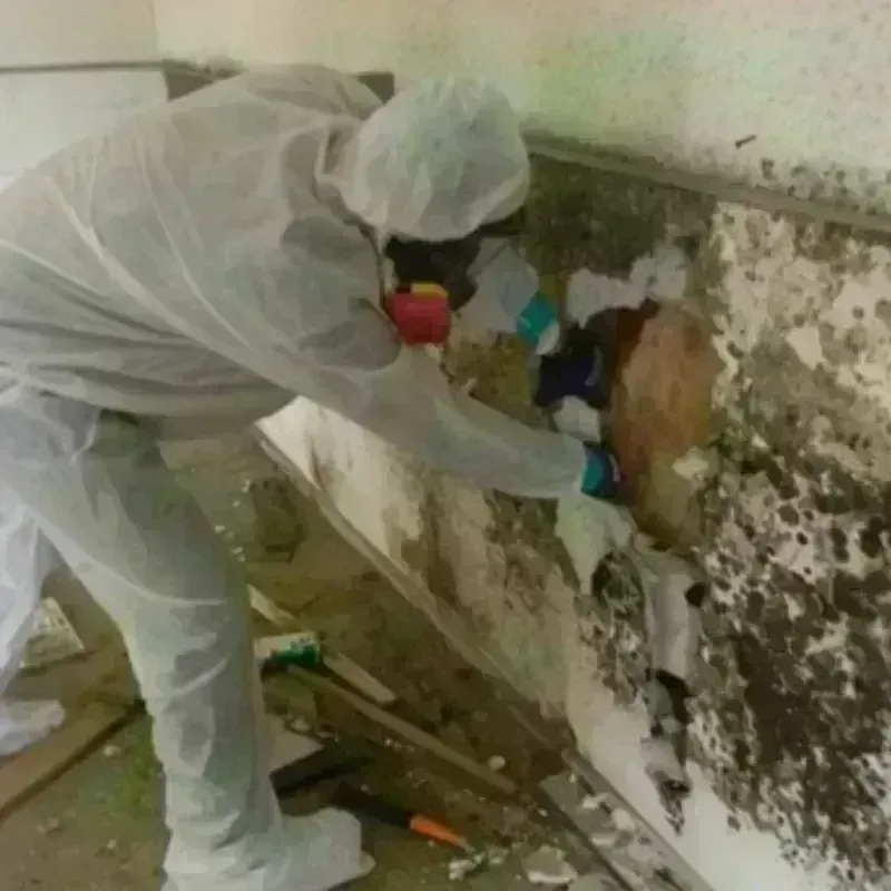 Mold Remediation and Removal in Hamlin, NY